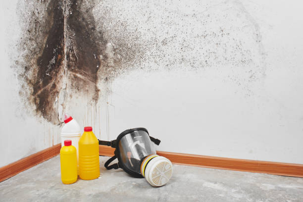 Best Fast Mold Removal  in Jupiter, FL