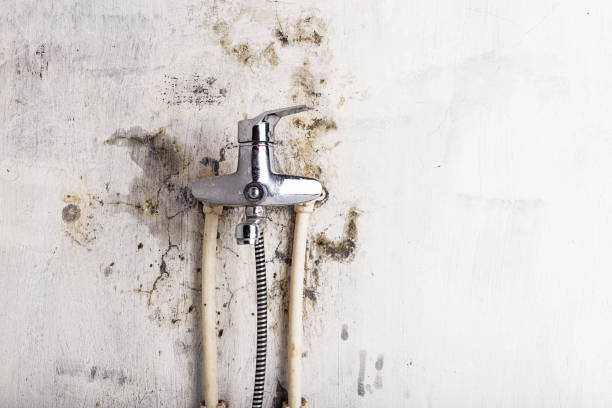 Best Best Mold Removal Companies  in Jupiter, FL