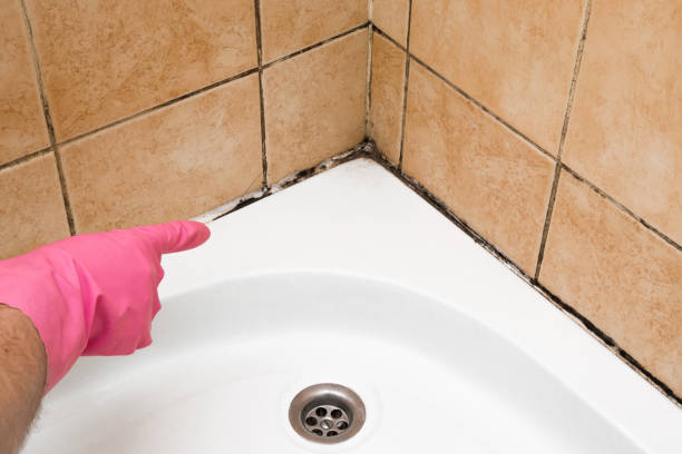 Best Certified Mold Removal  in Jupiter, FL
