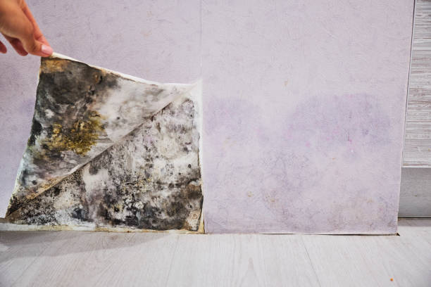 Best Emergency Mold Removal  in Jupiter, FL